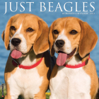 Just Beagles 2023 Wall Calendar By Willow Creek Press Cover Image