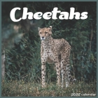 Cheetahs 2022 Calendar: Official Cheetah Animal 2022 Calendar 16 Months Cover Image