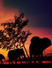 Notebook: Elephant Sunset 8.5 X 11 202 Pages College Ruled Cover Image