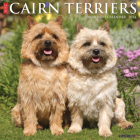 Just Cairn Terriers 2024 12 X 12 Wall Calendar By Willow Creek Press Cover Image