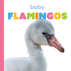 Baby Flamingos (Starting Out) Cover Image