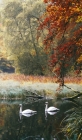 Swans of Faskally By Kristy Ashton Cover Image