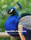 Beautiful Peacocks Full-Color Picture Book: Peacock Birds Photography - Tropical Birds Nature Cover Image
