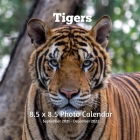 Tigers 8.5 X 8.5 Calendar September 2021 -December 2022: Monthly Calendar with U.S./UK/ Canadian/Christian/Jewish/Muslim Holidays Big Cats Animals Nat By Lynne Book Press Cover Image