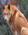Dingo: Schöne Bilder & Kinderbuch mit interessanten Fakten über Dingo By Katie Mercer Cover Image