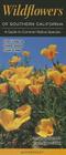 Wildflowers of Southern California: A Guide to Common Native Species By Steven Hartman Cover Image