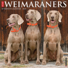 Just Weimaraners 2024 12 X 12 Wall Calendar By Willow Creek Press Cover Image