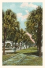 Vintage Journal Palmettos, Jacksonville, Florida By Found Image Press (Producer) Cover Image