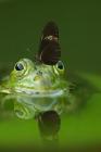 Frog and a Friend: There Are Over 20,000 Species of Butterflies in the World. By Planners and Journals Cover Image