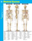 Skeletal System Sparkcharts: Volume 62 By Sparknotes Cover Image