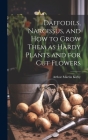 Daffodils, Narcissus, and how to Grow Them as Hardy Plants and for cut Flowers Cover Image