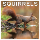 Squirrels 2023 Wall Calendar By Willow Creek Press Cover Image