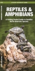 Reptiles & Amphibians: An Introduction to Familiar North American Species (Pocket Naturalist Guide) Cover Image