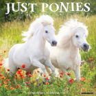 Ponies 2025 12 X 12 Wall Calendar By Willow Creek Press Cover Image