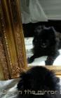 Dog in the Mirror Pomeranian: Dog In the mirrior Pomeranian By Michael Huhn Cover Image