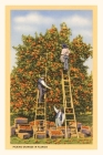 Vintage Journal Picking Oranges in Florida By Found Image Press (Producer) Cover Image