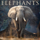 Elephants 2025 12 X 12 Wall Calendar By Willow Creek Press Cover Image