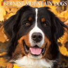 Just Bernese Mountain Dog 2023 Wall Calendar By Willow Creek Press Cover Image