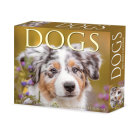 Dogs 2025 6.2 X 5.4 Box Calendar By Willow Creek Press Cover Image
