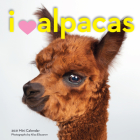 I Heart Alpacas Mini Wall Calendar 2021 By Workman Publishing, Aliza Eliazarov, Workman Calendars (With) Cover Image