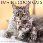Just Maine Coon Cats 2025 12 X 12 Wall Calendar Cover Image