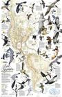 National Geographic Bird Migration, Western Hemisphere Wall Map (20.25 X 31.25 In) (National Geographic Reference Map) Cover Image