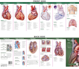 Anatomical Chart Company's Illustrated Pocket Anatomy: Anatomy of The Heart Study Guide By Anatomical Chart Company (Prepared for publication by) Cover Image