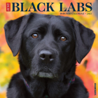 Just Black Labs 2021 Wall Calendar (Dog Breed Calendar) Cover Image