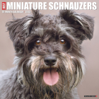 Just Miniature Schnauzers 2023 Wall Calendar By Willow Creek Press Cover Image