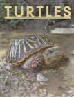 Turtles: An Extraordinary Natural History 245 Million Years in the Making Cover Image