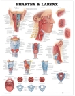 Pharynx & Larynx Anatomical Chart Cover Image