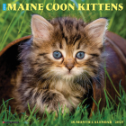 Just Maine Coon Kittens 2025 12 X 12 Wall Calendar Cover Image