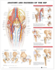 Anatomy and Injuries of the Hip Anatomical Chart Cover Image