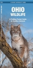 Ohio Wildlife: A Folding Pocket Guide to Familiar Species (Pocket Naturalist Guide) Cover Image