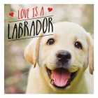 Love Is A Labrador: A Lab-Tastic Celebration of the World's Favourite Dog Cover Image