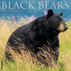 Black Bears 2025 12 X 12 Wall Calendar By Willow Creek Press Cover Image