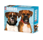 Boxers 2023 Box Calendar By Willow Creek Press Cover Image
