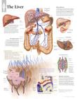 The Liver Chart: Wall Chart Cover Image