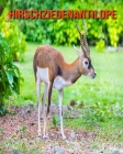 Hirschziegenantilope: Erstaunliche Fakten & Bilder Cover Image