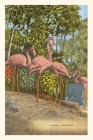 Vintage Journal Flamingos, Florida By Found Image Press (Producer) Cover Image