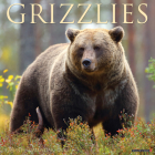 Grizzlies 2024 12 X 12 Wall Calendar By Willow Creek Press Cover Image