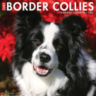 Just Border Collies 2021 Wall Calendar (Dog Breed Calendar) Cover Image