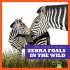 Zebra Foals in the Wild By Marie Brandle Cover Image