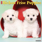 Just Bichon Frise Puppies 2023 Wall Calendar By Willow Creek Press Cover Image