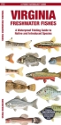 Virginia Freshwater Fishes: A Waterproof Folding Guide to Native and Introduced Species By Waterford Press, Raymond Leung (Illustrator) Cover Image