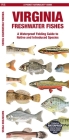 Virginia Freshwater Fishes: A Waterproof Folding Guide to Native and Introduced Species (Pocket Naturalist Guide) Cover Image