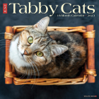 Just Tabby Cats 2023 Wall Calendar By Willow Creek Press Cover Image