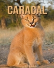 Caracal: Incredible Pictures Book about Caracal By Elyssa Thierry Cover Image