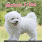 Bichon Frise Puppies 2021 Square Cover Image