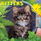 Kittens 2025 7 X 7 Mini Wall Calendar By Willow Creek Press Cover Image